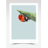 "Dottie" - Ladybird (Print)
