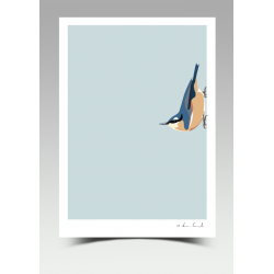 "Norman" - Nuthatch (Print)