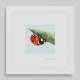 Framed Mini "Dottie" - Ladybird