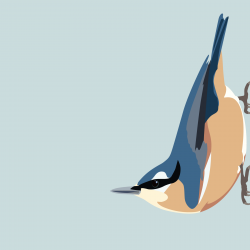 "Norman" - Nuthatch (Print)